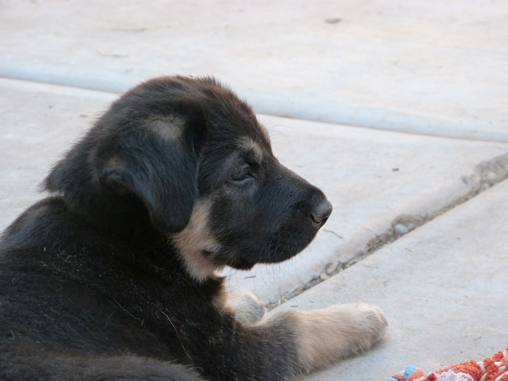 chinook dog